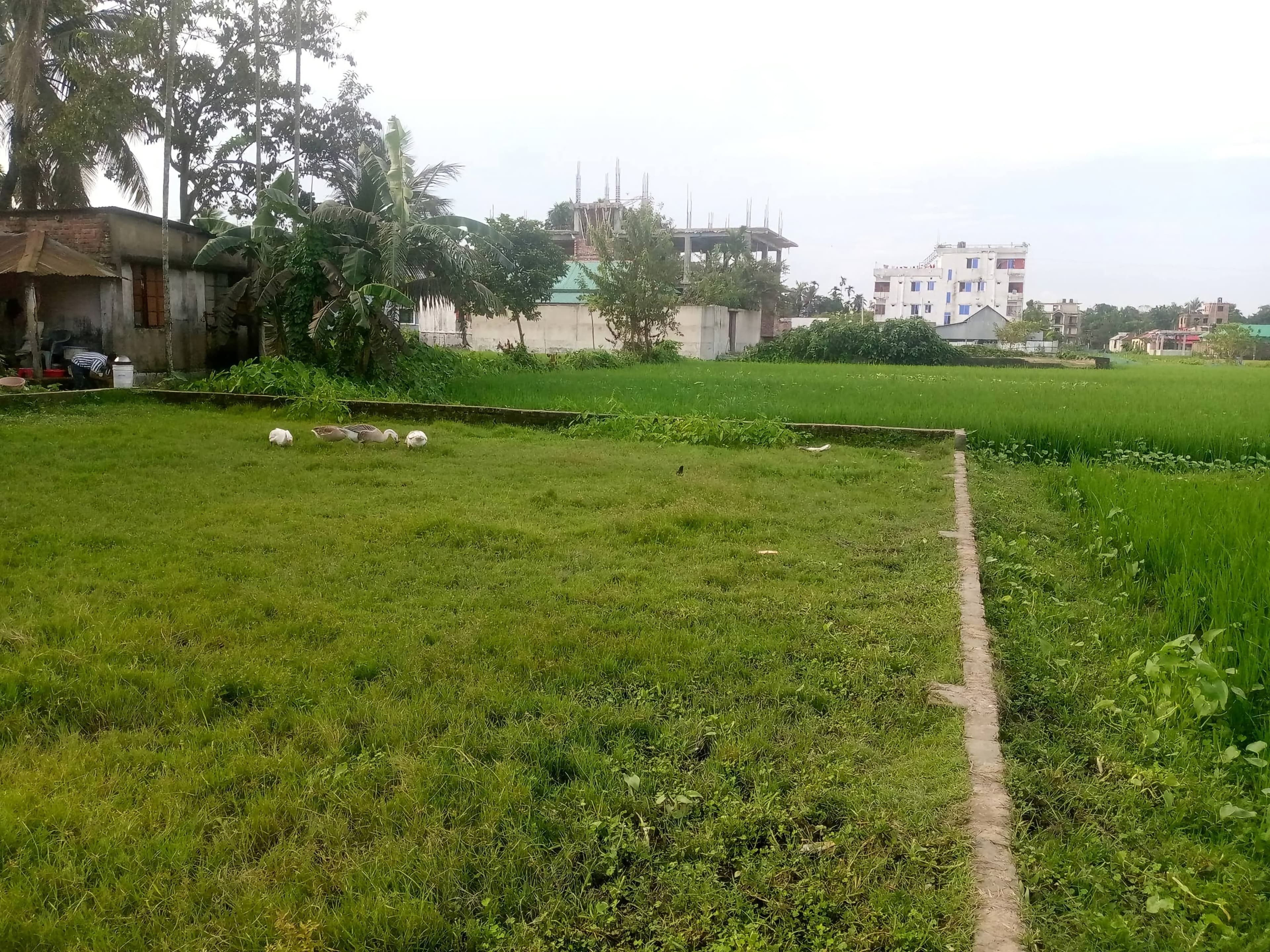 🏡 জমি বিক্রয় করা হবে — নেত্রকোনা 2