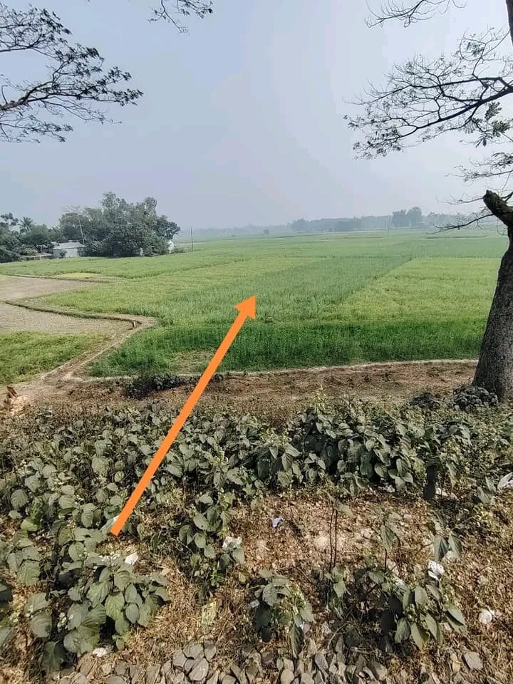জরুরি জমি বিক্রি বিজ্ঞপ্তি ​টাঙ্গাইল সদরে আকর্ষণীয় স্থানে নিষ্কণ্টক জমি বিক্রয় 3