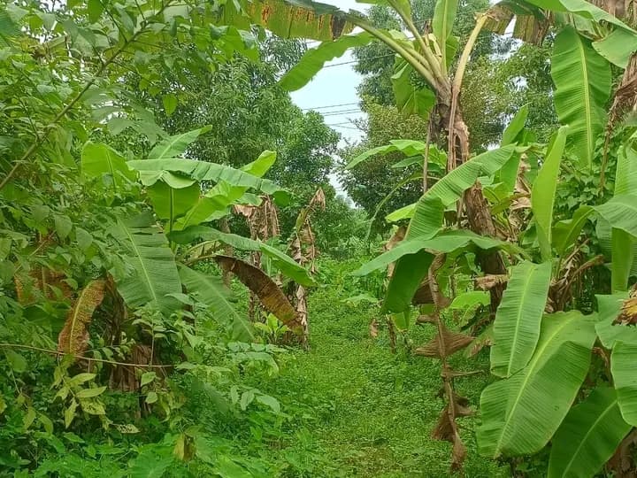 প্রাকৃতিক পরিবেশে তৈরি সম্পূর্ণ রেডি অ্যাগ্রো/রিসোর্ট প্রজেক্ট বিক্রয়! 4