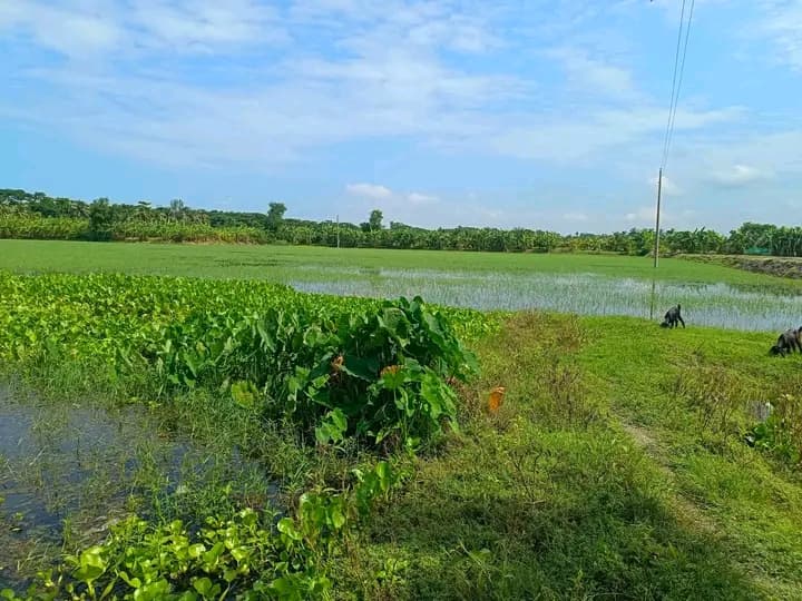 জরুরি বিজ্ঞপ্তী: আকর্ষনীয় প্রজেক্ট/জমি বিক্রয়! 4