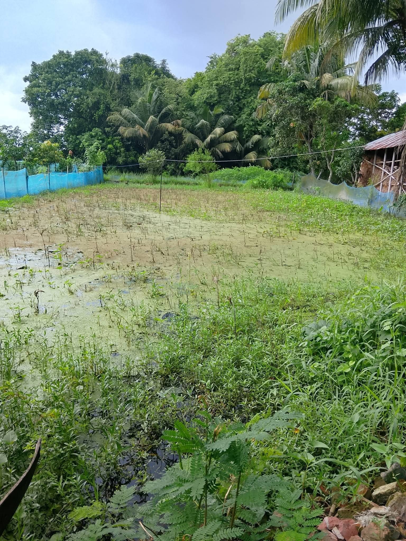 খুলনা লতারখামার মোড় সংলগ্ন ৫ কাঠা আকর্ষণীয় আবাসিক জমি বিক্রয় হবে! 3