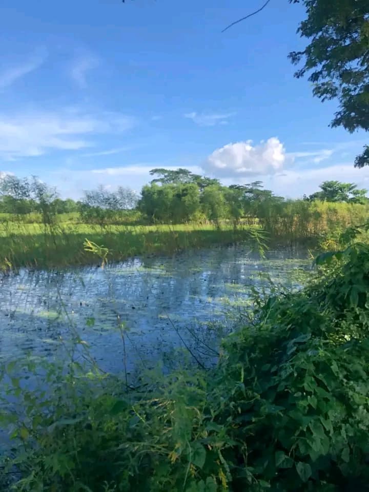জমি বিক্রি হবে অবস্থান:চাঁদপুর ঘোষের হাট বিশ্বখাল সংলগ্ন    2