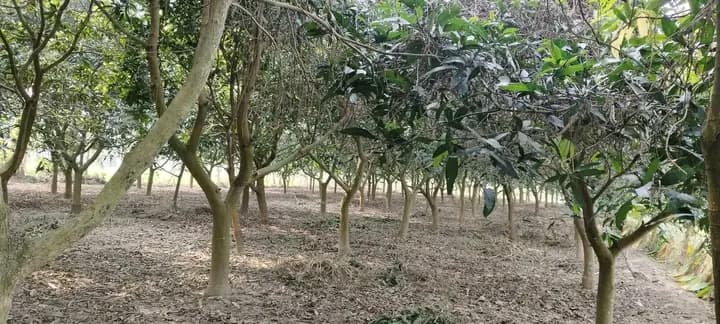 -: অতি জরুরি :- মাএ ৮০ হাজার টাকা করে প্রতি শতক,পৌরসভার মধ্যে ৭ নাং ওয়ার্ডে মুথুরা পুর মৌজায় ৪৮.৫ শতক ১৭৫ টা আম গাছ সহ জমি বিক্রয় করা হবে,