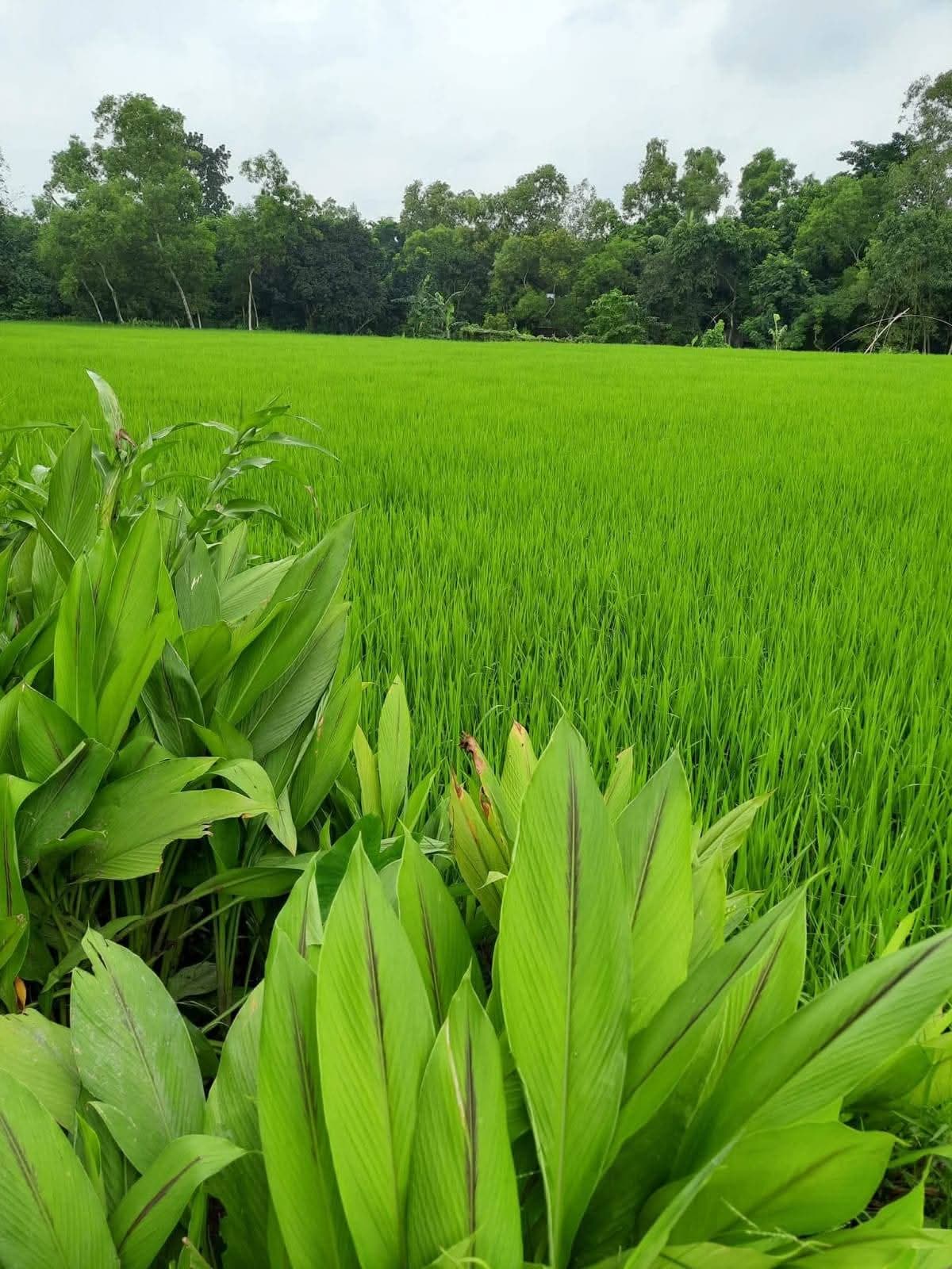 শেরপুর জেলায় আকর্ষণীয় লোকেশনে বড় আকারের জমি বিক্রয় 3