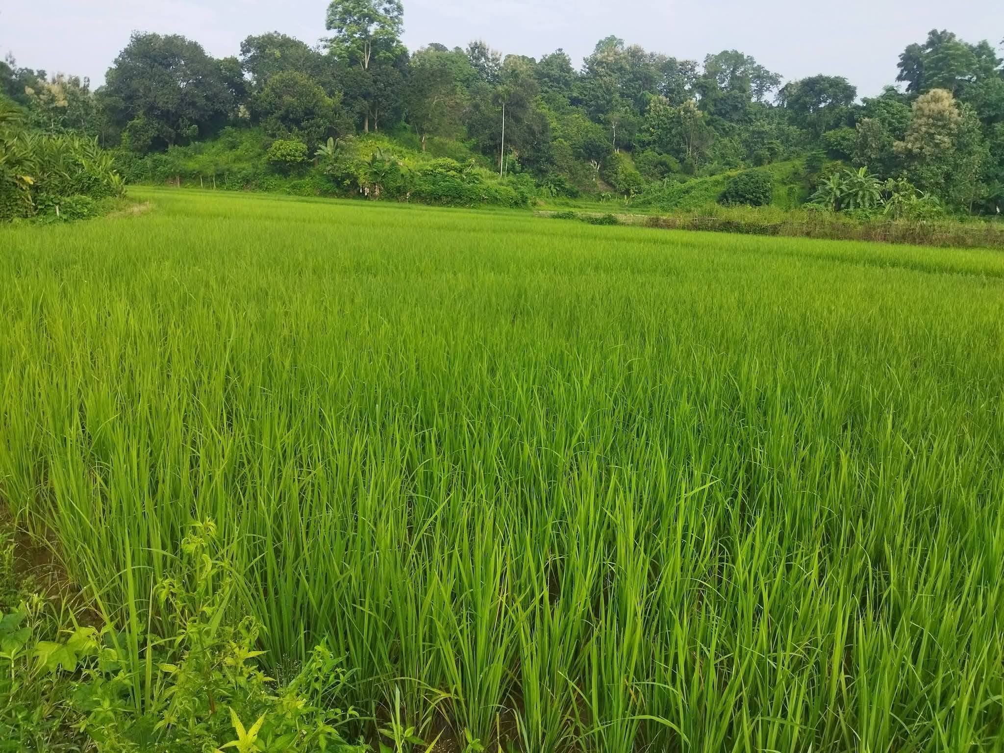 জরুরি প্রয়োজনে জমি বিক্রয় হবে – ঘর করার জন্য উপযুক্ত 2