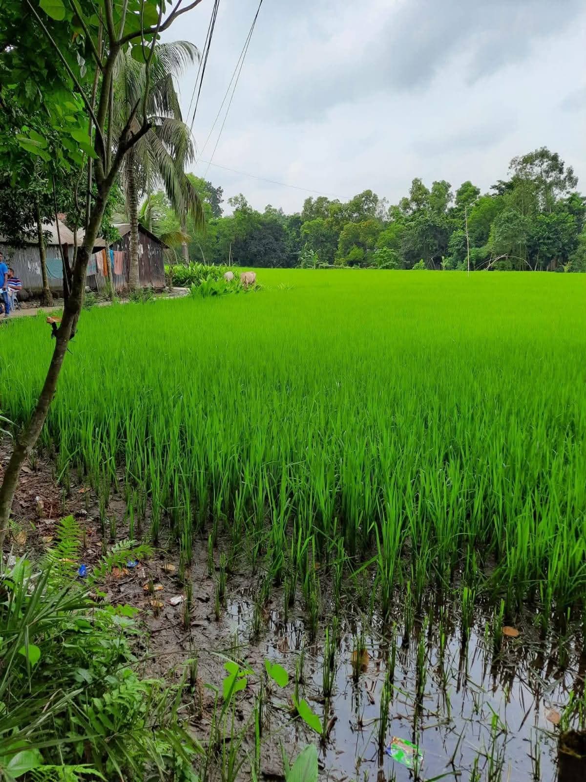 শেরপুর জেলায় আকর্ষণীয় লোকেশনে বড় আকারের জমি বিক্রয় 2